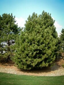 Сосна Чёрная (Pinus Nigra) купить по цене от 270.00р. в интернет-магазине «Посадика» с доставкой почтой в в Еманжелинске и по всей России – [изображение №1].