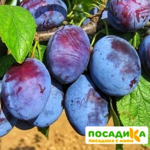 Слива Чачакская ранняя купить по цене от 229.00р. в интернет-магазине «Посадика» с доставкой почтой в в Еманжелинске и по всей России – [изображение №1].