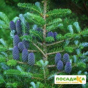 Пихта корейская (Abies koreana) купить по цене от 450.00р. в интернет-магазине «Посадика» с доставкой почтой в в Еманжелинске и по всей России – [изображение №1].