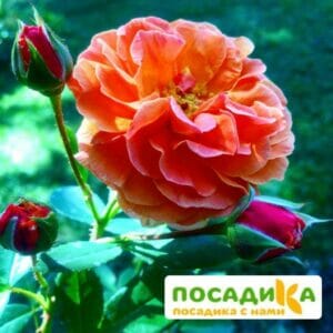 Роза Арабия купить по цене от 350.00р. в интернет-магазине «Посадика» с доставкой почтой в в Еманжелинске и по всей России – [изображение №1].