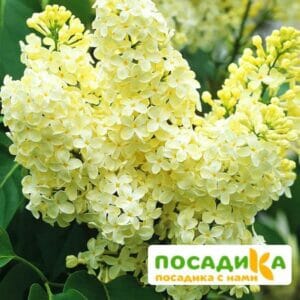 Сирень Примроуз (Primrose) купить по цене от 529.00р. в интернет-магазине «Посадика» с доставкой почтой в в Еманжелинске и по всей России – [изображение №1].