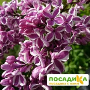 Сирень Сенсация купить по цене от 529.00р. в интернет-магазине «Посадика» с доставкой почтой в в Еманжелинске и по всей России – [изображение №1].