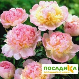 Пион Распберри Сандей (Paeonia Raspberry Sundae) купить по цене от 959р. в интернет-магазине «Посадика» с доставкой почтой в в Еманжелинске и по всей России – [изображение №1].