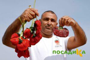 Клубника Гигант Джорнея купить по цене от 266р. в интернет-магазине «Посадика» с доставкой почтой в в Еманжелинске и по всей России – [изображение №1].