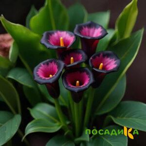 Калла Аура Лейс купить по цене от 400р. в интернет-магазине «Посадика» с доставкой почтой в в Еманжелинске и по всей России – [изображение №1].