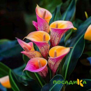 Калла Оникс купить по цене от 450р. в интернет-магазине «Посадика» с доставкой почтой в в Еманжелинске и по всей России – [изображение №1].