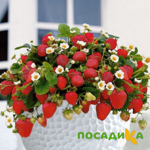 Клубника Рубиновый Шепот (горшечная) купить по цене от 240р. в интернет-магазине «Посадика» с доставкой почтой в в Еманжелинске и по всей России – [изображение №1].