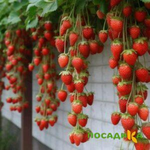 Клубника вьющаяся Комплимент купить по цене от 470р. в интернет-магазине «Посадика» с доставкой почтой в в Еманжелинске и по всей России – [изображение №1].