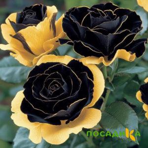 Роза Ханни Сикл купить по цене от 700р. в интернет-магазине «Посадика» с доставкой почтой в в Еманжелинске и по всей России – [изображение №1].