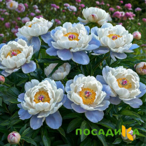 Пион акварельный Этюд купить по цене от 806р. в интернет-магазине «Посадика» с доставкой почтой в в Еманжелинске и по всей России – [изображение №1].