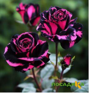 Роза Багровый Шепот купить по цене от 366р. в интернет-магазине «Посадика» с доставкой почтой в в Еманжелинске и по всей России – [изображение №1].