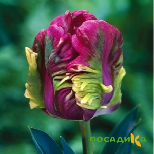 Тюльпан Экзотик Хэвен купить по цене от 186р. в интернет-магазине «Посадика» с доставкой почтой в в Еманжелинске и по всей России – [изображение №1].