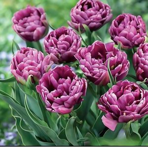 Тюльпан Айс Крим купить по цене от 430р. в интернет-магазине «Посадика» с доставкой почтой в в Еманжелинске и по всей России – [изображение №1].