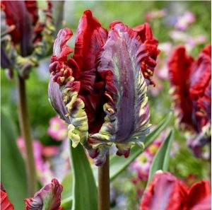 Тюльпан Рококо купить по цене от 350р. в интернет-магазине «Посадика» с доставкой почтой в в Еманжелинске и по всей России – [изображение №1].