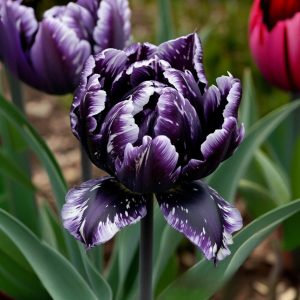 Тюльпан Индиго купить по цене от 600р. в интернет-магазине «Посадика» с доставкой почтой в в Еманжелинске и по всей России – [изображение №1].