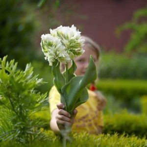 Тюльпан Супер Пэррот купить по цене от 360р. в интернет-магазине «Посадика» с доставкой почтой в в Еманжелинске и по всей России – [изображение №1].