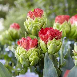 Тюльпан Бычий Глаз купить по цене от 275р. в интернет-магазине «Посадика» с доставкой почтой в в Еманжелинске и по всей России – [изображение №1].