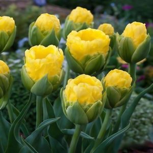 Тюльпан махровый Ванила Коп купить по цене от 159р. в интернет-магазине «Посадика» с доставкой почтой в в Еманжелинске и по всей России – [изображение №1].