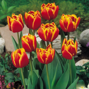 Тюльпан Блэк Фаер купить по цене от 275р. в интернет-магазине «Посадика» с доставкой почтой в в Еманжелинске и по всей России – [изображение №1].