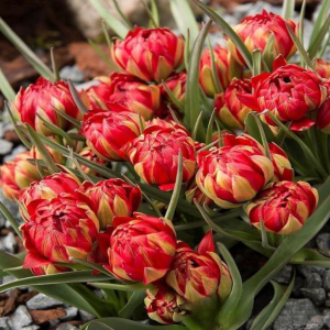 Тюльпан Ап Пинк купить по цене от 390р. в интернет-магазине «Посадика» с доставкой почтой в в Еманжелинске и по всей России – [изображение №1].