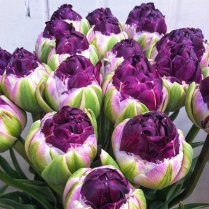 Тюльпан Анаконда купить по цене от 450р. в интернет-магазине «Посадика» с доставкой почтой в в Еманжелинске и по всей России – [изображение №1].