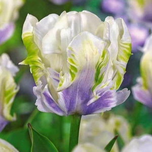 Тюльпан Уайт Лизарт купить по цене от 360р. в интернет-магазине «Посадика» с доставкой почтой в в Еманжелинске и по всей России – [изображение №1].