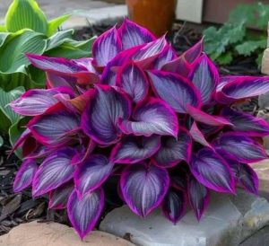 Хоста Сикрет Гарденс купить по цене от 549р. в интернет-магазине «Посадика» с доставкой почтой в в Еманжелинске и по всей России – [изображение №1].